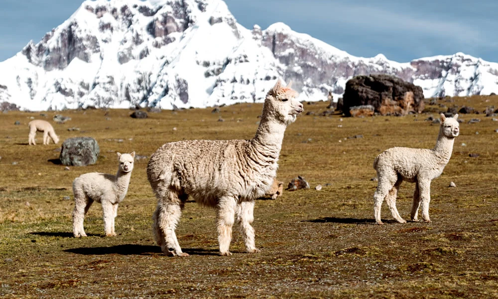 Tour 7 Lagunas Ausangate / full day