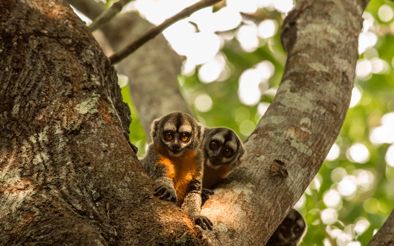 Pacaya Samiria ubicacion.