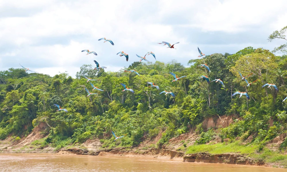 Tour Collpa de Guacamayo Chuncho 5D/4N