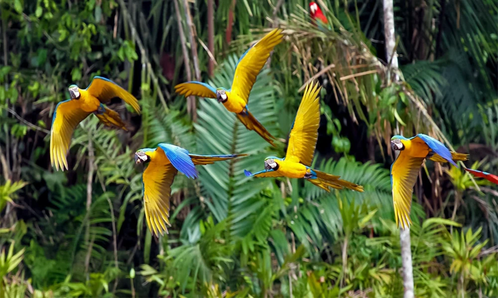 Tour 2D en la Collpa Chuncho de Guacamayos | Tambopata, Puerto Maldonado