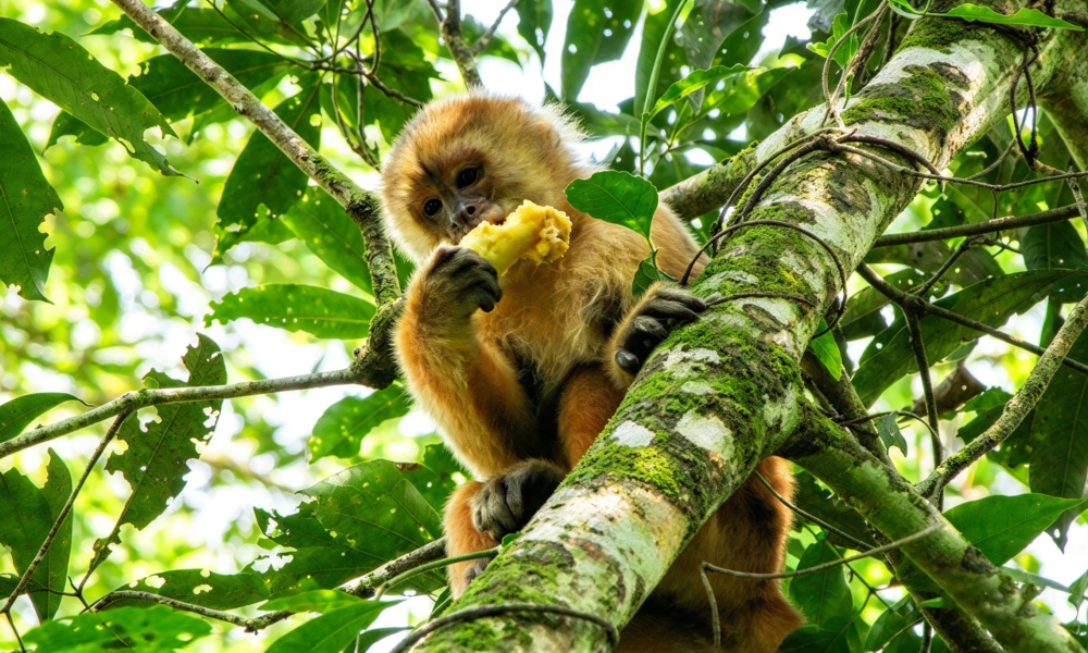 Amazon 3D/2N | Jungle + Sandoval Lake + Canopy & Night Walk