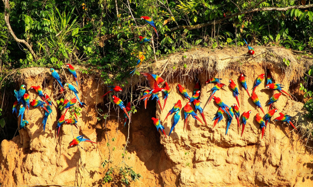 Tour Collpa de Loros en el Lago Sandoval