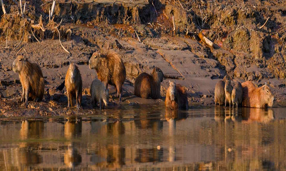 Tour Campamento Pariamanu 2D/1N