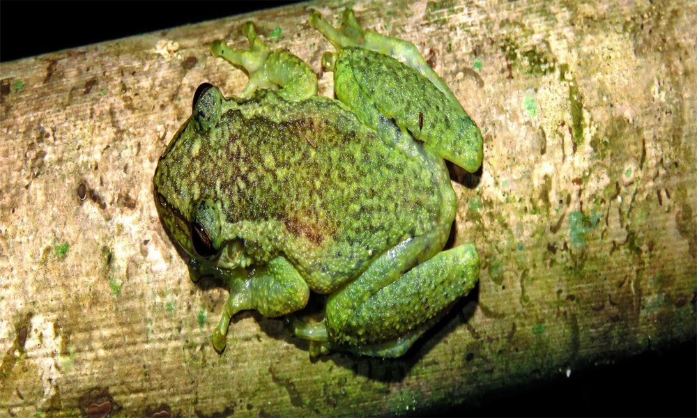 Lago Sandoval: Trekking y Aventura Amazónica