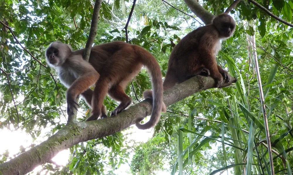 Isla de los Monos y Delfines en Iquitos: Aventura Amazónica