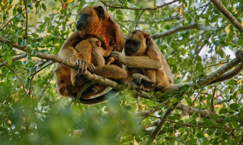 Isla de los Monos y Delfines en Iquitos: Aventura Amazónica