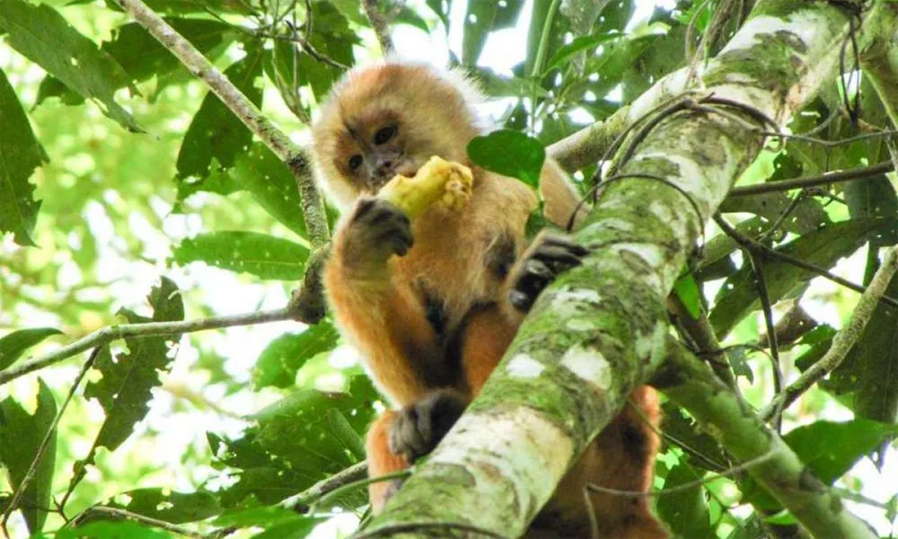 Isla de los Monos y Delfines en Iquitos: Aventura Amazónica