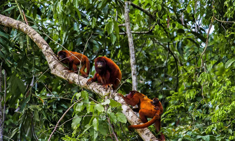 Ilha dos Macacos: Aventura de Caiaque e Tirolesa