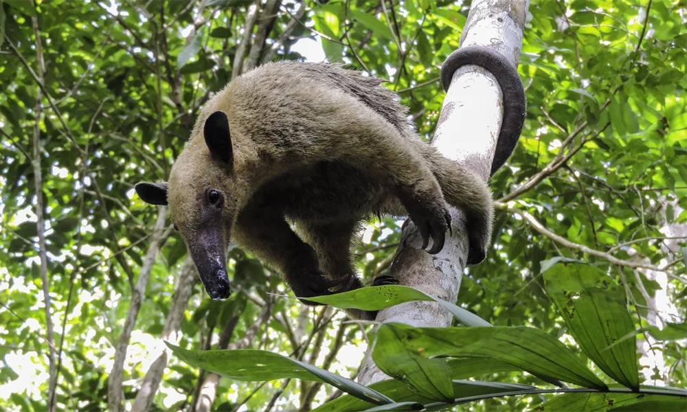 Reserva de Tamshiyacu – 4D/3N | Selva Amazónica