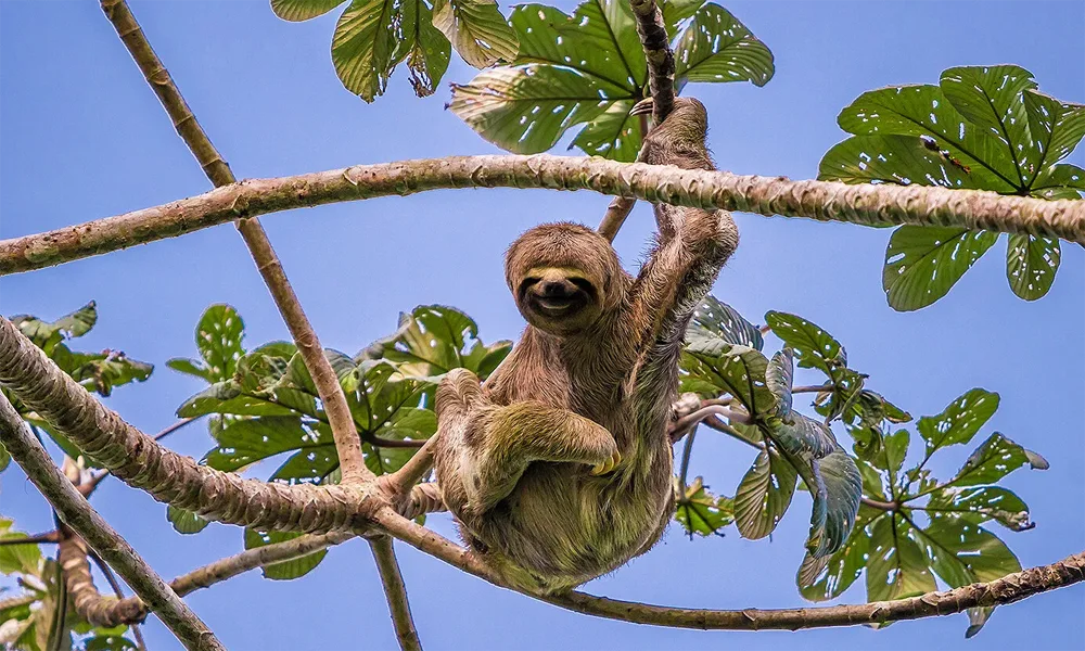 Reserva Pacaya Samiria – 5D/4N