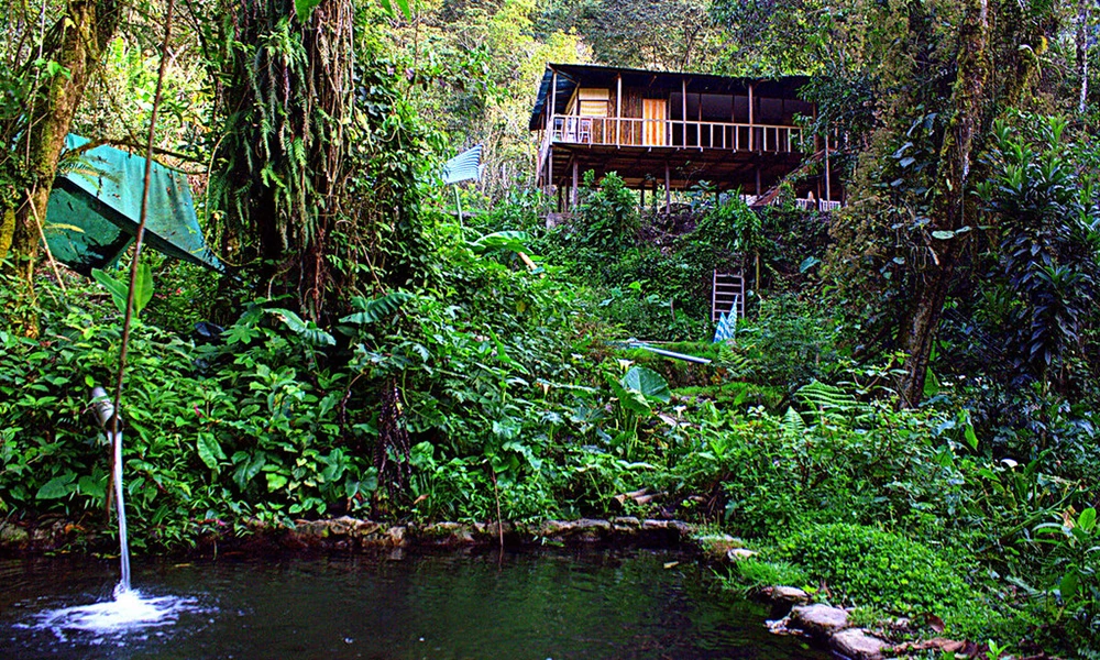 Lek Gallito de las Rocas – Tunkimayo