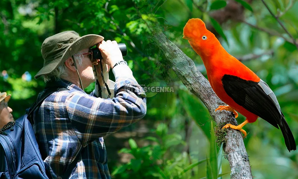 Lek Gallito de las Rocas – Tunkimayo