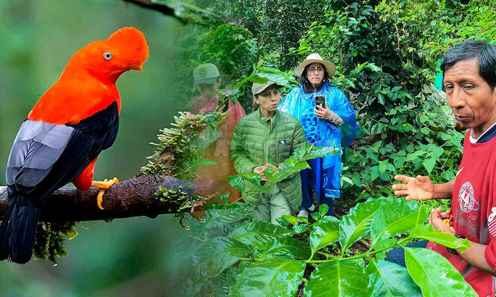 Lek Gallito de las Rocas – Tunkimayo