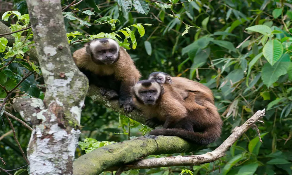 Excursão ao Lago Sandoval (2 dias/1 noite)