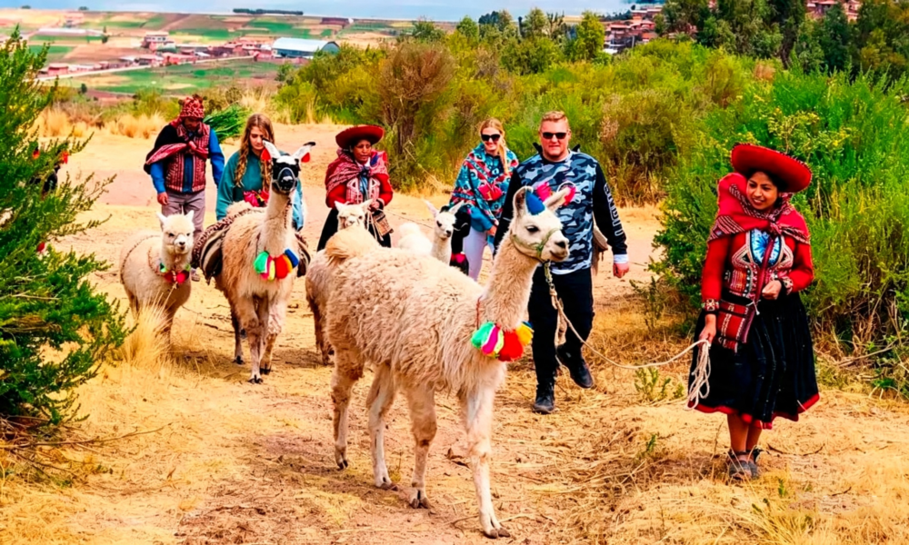 Ritual de Conexión Andina con Alpacas