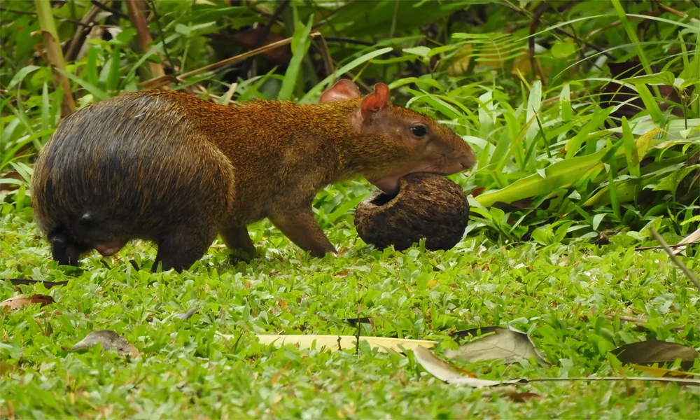 Aventura Amazônica em Tambopata | Excursão de 3 dias e 2 noites