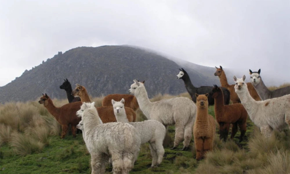 Ritual de Conexión Andina con Alpacas