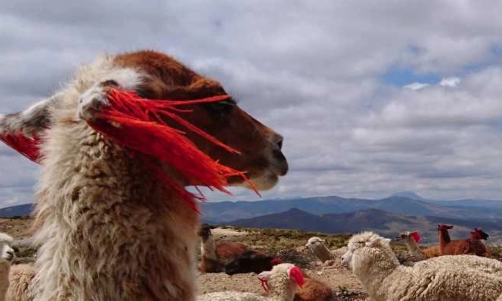 Ritual de Conexión Andina con Alpacas