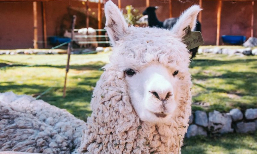 Ritual de Conexión Andina con Alpacas