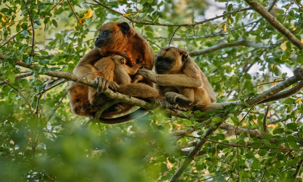 Aventura Amazônica em Tambopata | Excursão de 3 dias e 2 noites