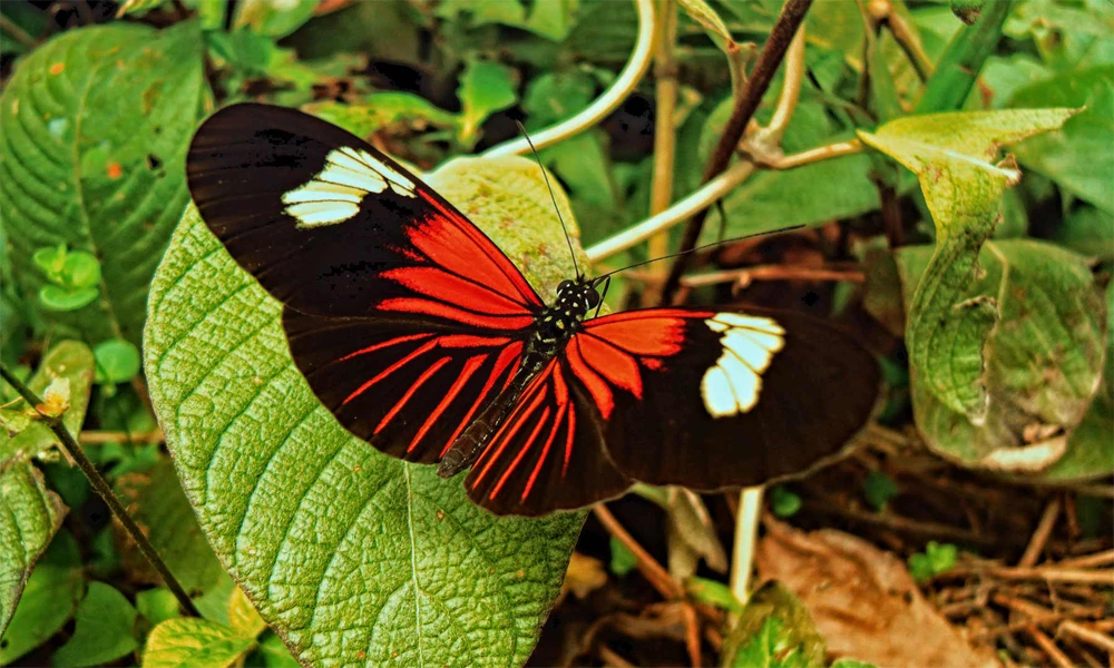 Amazônia 3D/2N | Selva + Lago Sandoval + Caminhada na copa das árvores e caminhada noturna