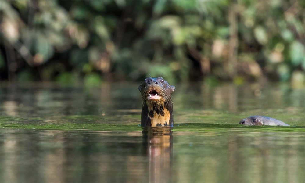 Sandoval Lake Tour 2D / 1N