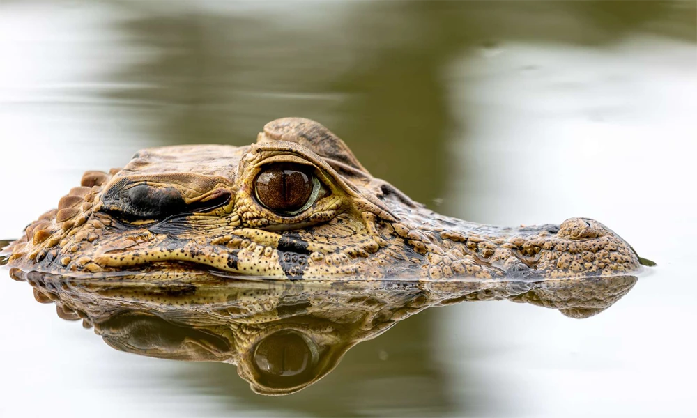Reserva Tamshiyacu | Aventura na Amazônia: 6 dias/5 noites