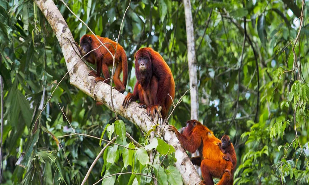 Isla de los Monos y Delfines en Iquitos: Aventura Amazónica
