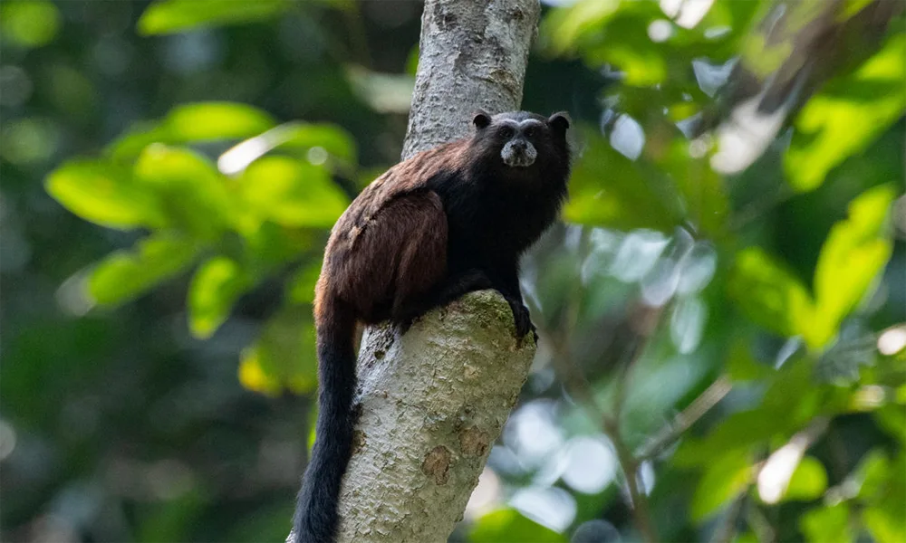 Reserva Nacional Pacaya Samiria – 3 dias/2 noites