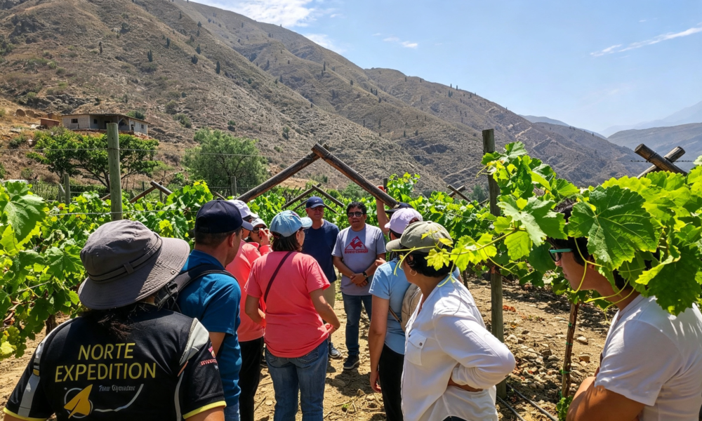 Ruta del Vino – Cascas Full Day | Degustación – Viñedos