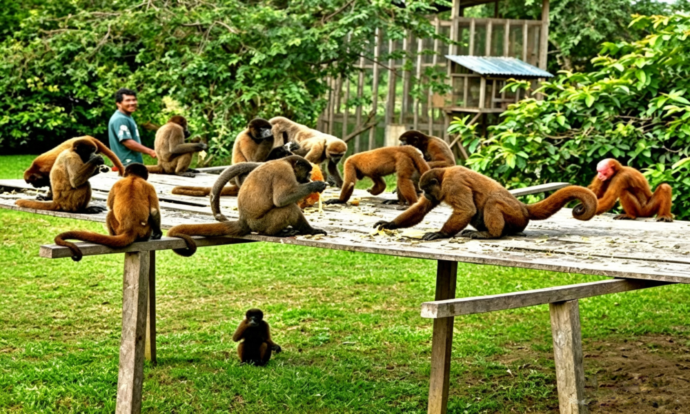 Explore Iquitos, Amazonas – 3 dias/2 noites