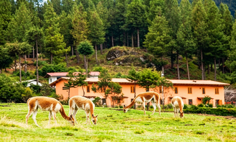 Huambocancha e Granja Porcón | A rota da natureza e do misticismo