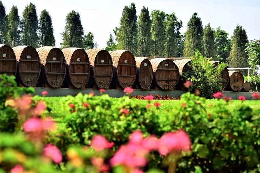 Tour Ruta del Pisco Ica | Bodegas de Piscos y Vinos | Degustación